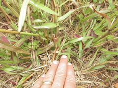 Dactyloctenium giganteum