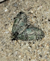 Hydriomena transfigurata