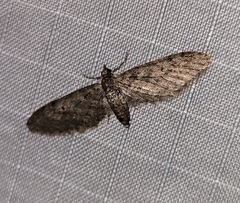 Eupithecia matheri