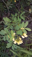 Senna gaudichaudii