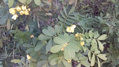 Senna gaudichaudii