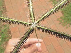 Dactyloctenium giganteum