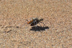 Chaetodera regalis