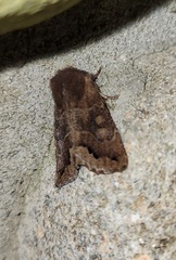 Orthosia garmani