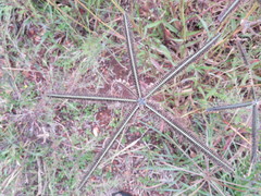 Dactyloctenium giganteum