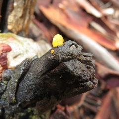 Heterotextus miltinus
