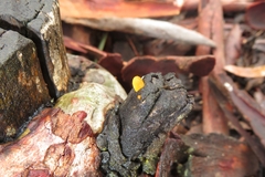 Heterotextus miltinus