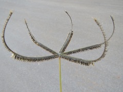 Dactyloctenium giganteum