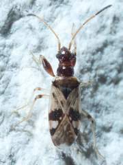 Pseudopamera nitidicollis