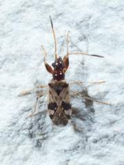 Pseudopamera nitidicollis