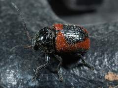 Cryptocephalus notatus