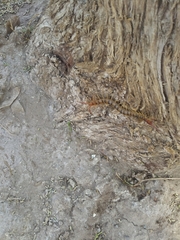 Scolopendra polymorpha