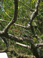 Cleisostoma simondii