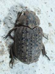 Omorgus suberosus