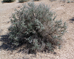 Convolvulus fruticosus