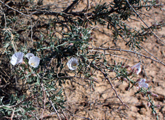 Convolvulus fruticosus