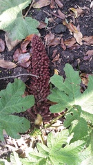Gunnera pilosa