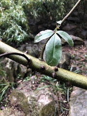 Zanthoxylum armatum