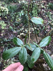 Zanthoxylum armatum