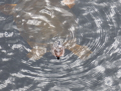 Apalone ferox image