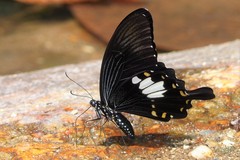 Papilio nephelus chaon