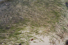 Zostera muelleri