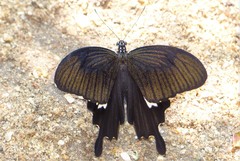 Papilio nephelus chaon