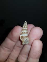Cerithium novaehollandiae