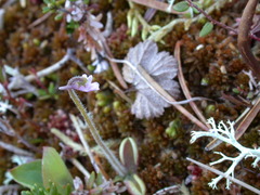 Pinguicula villosa