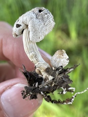 Coprinus spadiceisporus