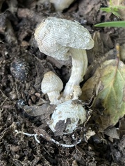 Coprinus spadiceisporus