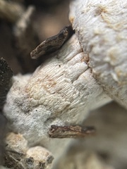 Coprinus spadiceisporus