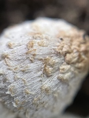 Coprinus spadiceisporus