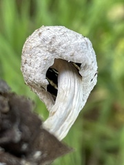 Coprinus spadiceisporus