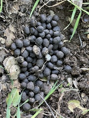 Coprinus spadiceisporus