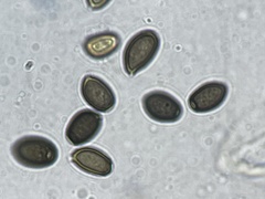 Coprinus spadiceisporus