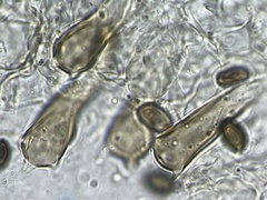 Coprinus spadiceisporus