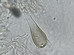 Coprinus spadiceisporus