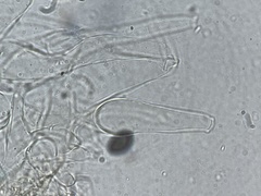 Coprinus spadiceisporus