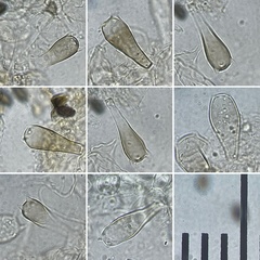 Coprinus spadiceisporus