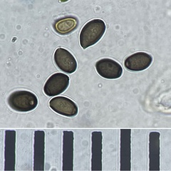 Coprinus spadiceisporus