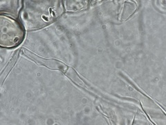 Coprinus spadiceisporus