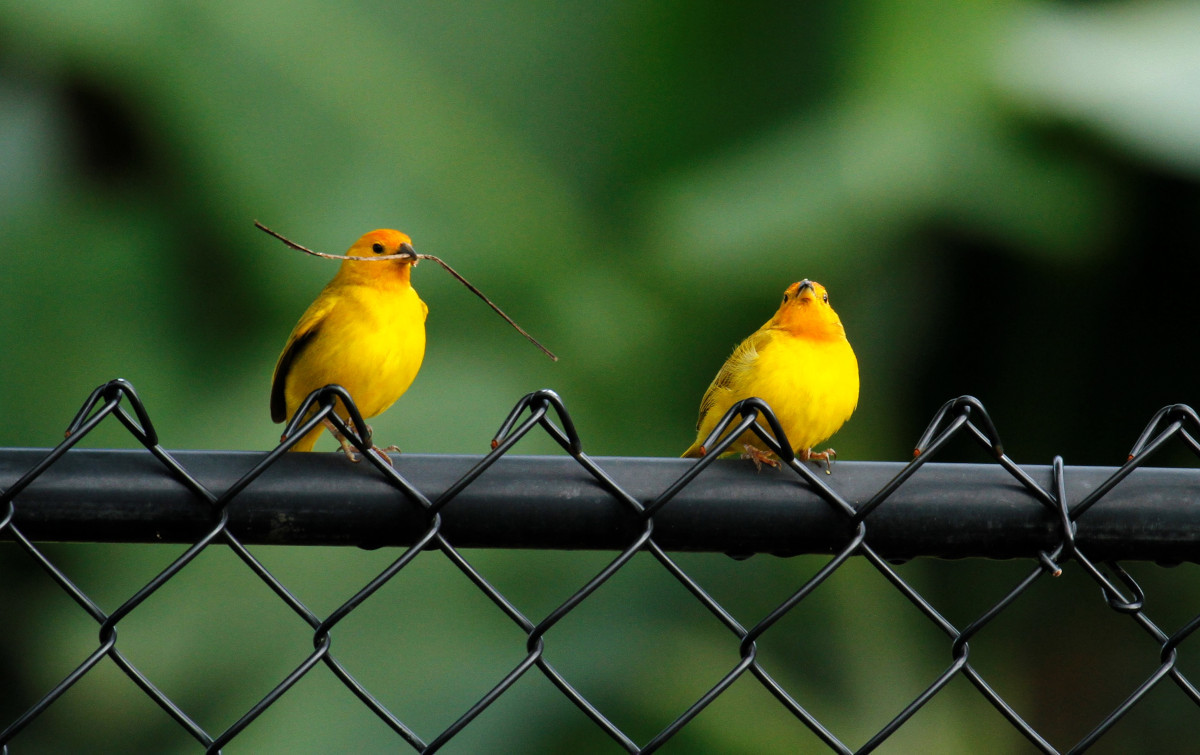 canário-da-terra, chirigüe azafranado, saffron finch, sicale bouton-d'or