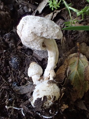 Coprinus spadiceisporus