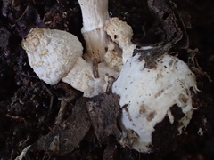 Coprinus spadiceisporus