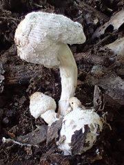 Coprinus spadiceisporus