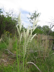 Bromus lanceolatus