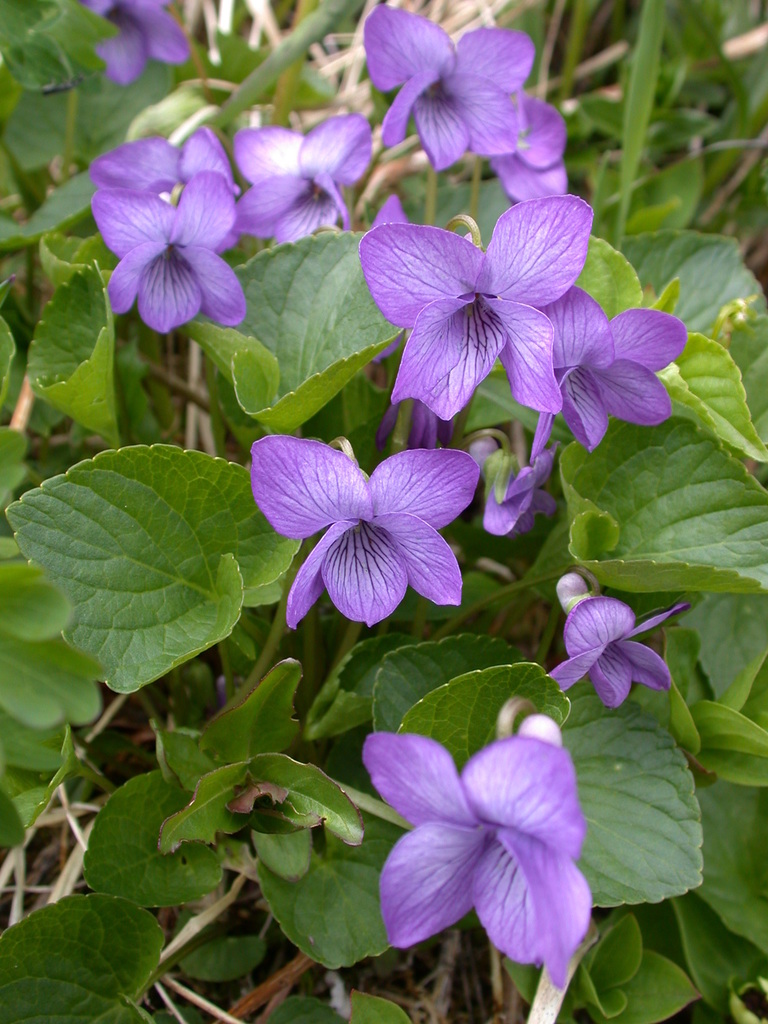 Alaska Violet From Sitka Ak Usa On May 27 2004 At 0337 Pm By