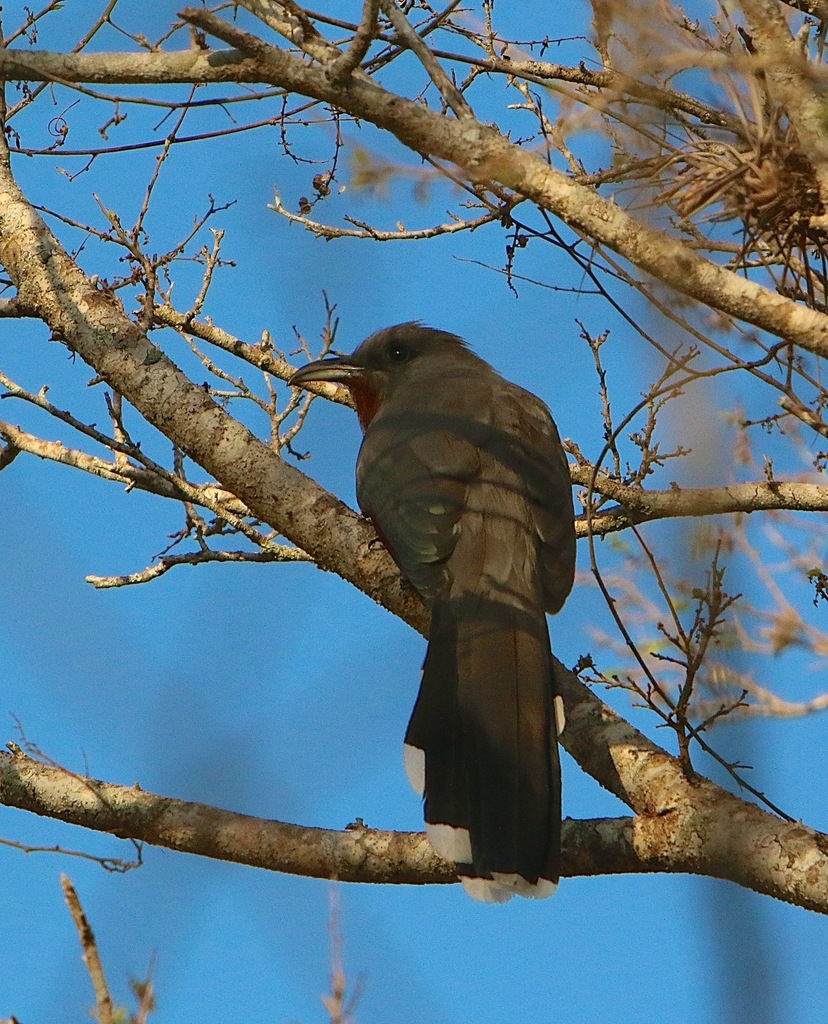 Bay-breasted Cuckoo