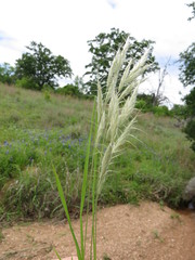 Bromus lanceolatus